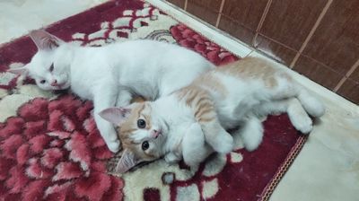 Mèo Trắng cam ngoan ngoãn