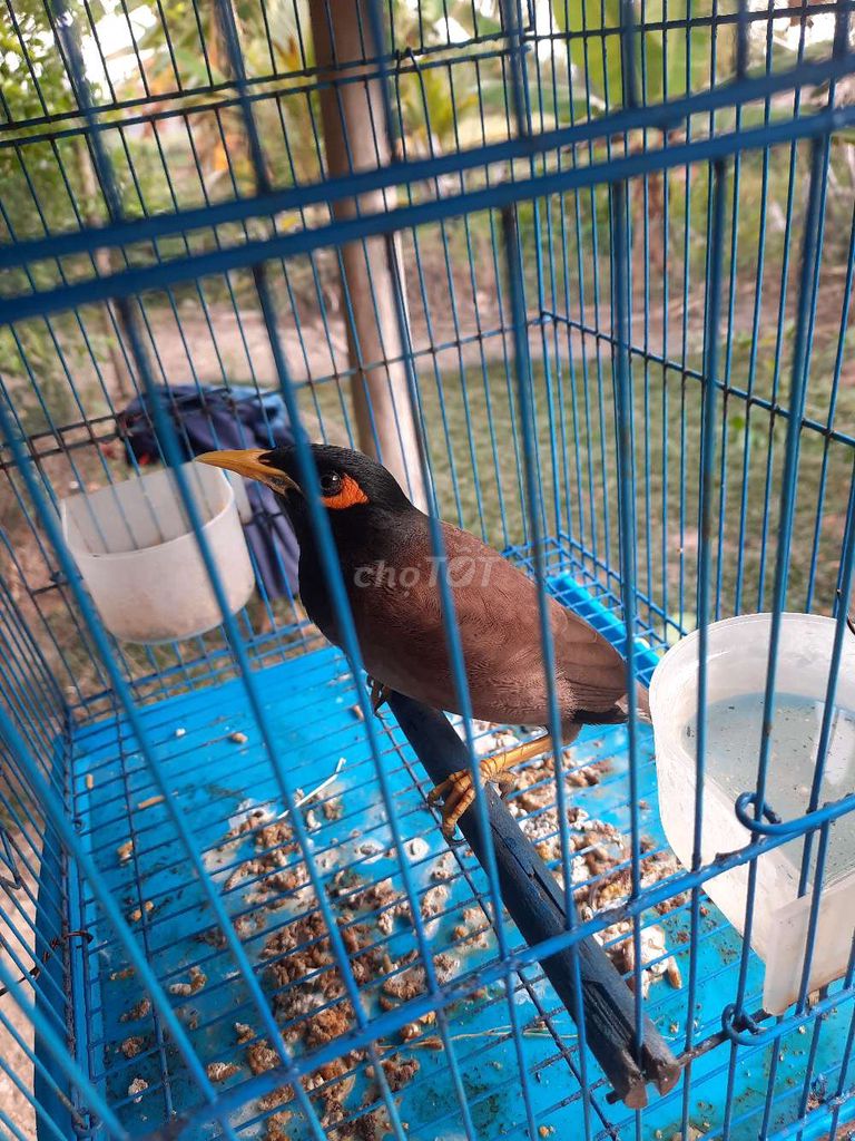 giao lưu. Mua bán Chim tại Huyện Mỹ Tú Sóc Trăng được đăng bởi Gà hình 1