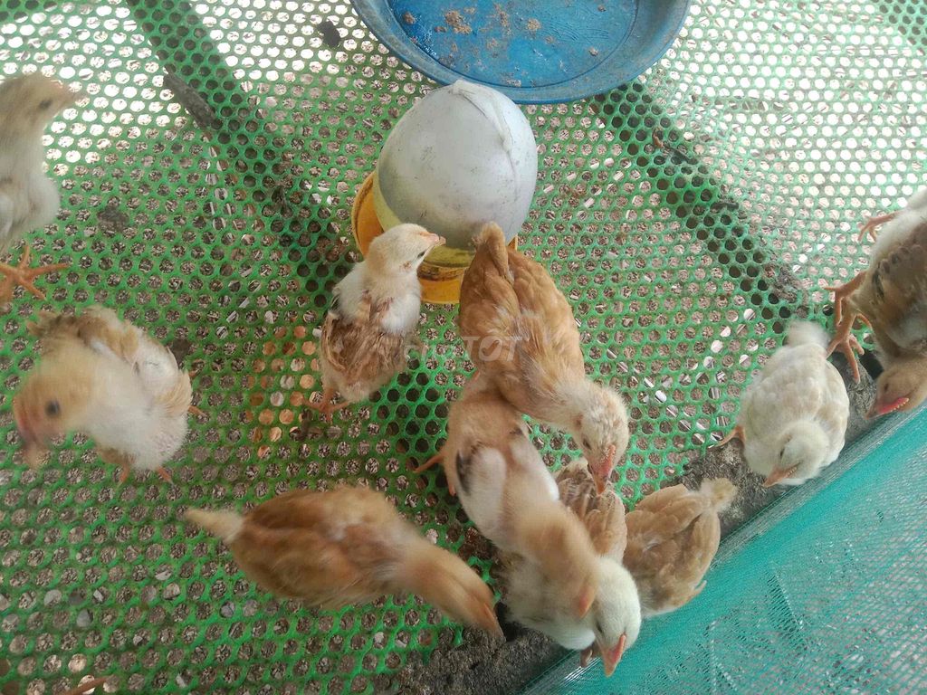 Gà Tàu Hơn 1 tháng tuổi. Mua bán Gà tại Huyện Châu Thành Bến Tre được đăng bởi Nguyễn Thị Lam Phương hình 1