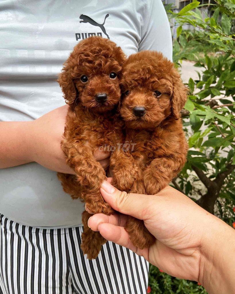 Các Bé Poodle đáng yêu nâu đỏ