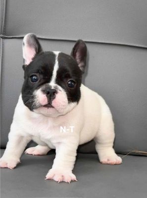 Chó Bull Pháp con non Đen trắng đã tiêm