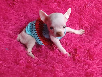 chihuahua đực trắng