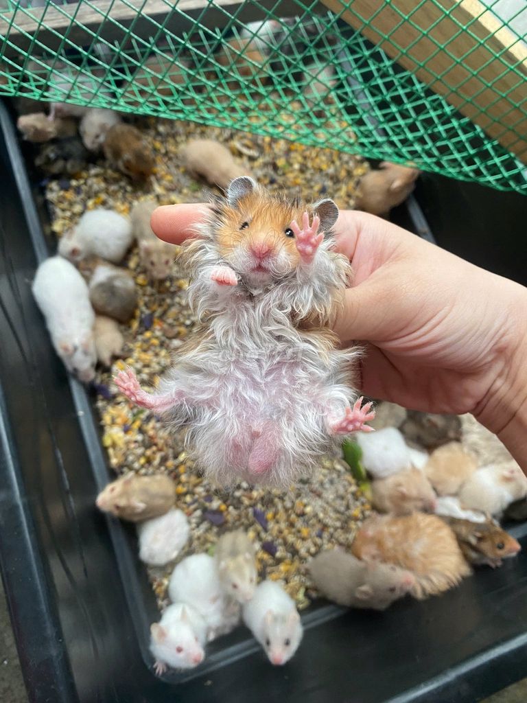 Hamster chuột cảnh đáng yêu ẩm bồng vô tư