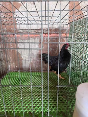 Gà Tre Bắc Ô Đen