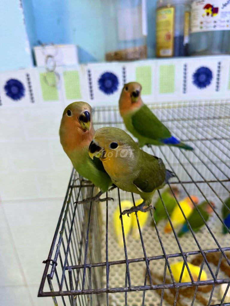 Vẹt Lovebird Tơ Thuần, hiền. Mua bán Chim tại Quận Bình Thạnh Tp Hồ Chí Minh được đăng bởi luan Nguyen  hình 1