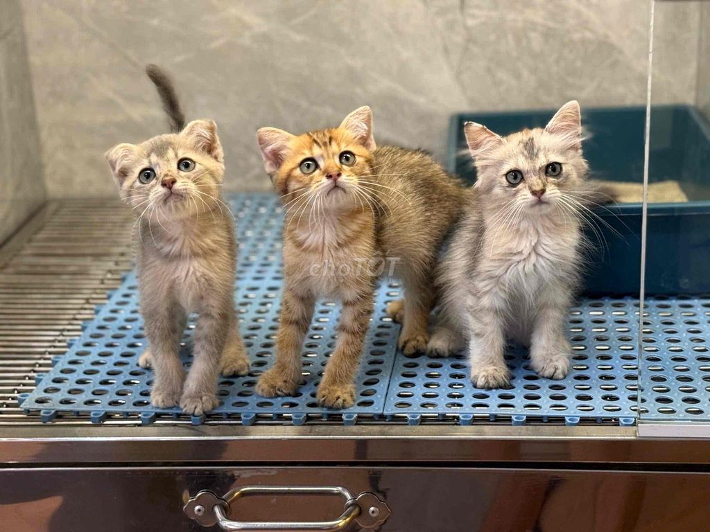 Mèo Anh aln nhìu màu. Mua bán Mèo tại Thành phố Thủ Đức Tp Hồ Chí Minh được đăng bởi nguyen kim hình 1