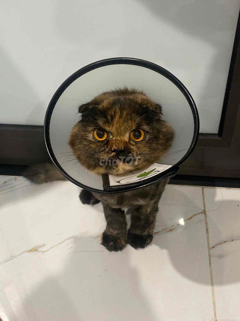 Mèo tai cụp Tam thể đã tiêm. Mua bán Mèo tại Quận Nam Từ Liêm Hà Nội được đăng bởi Thanh Huyền Vũ hình 1