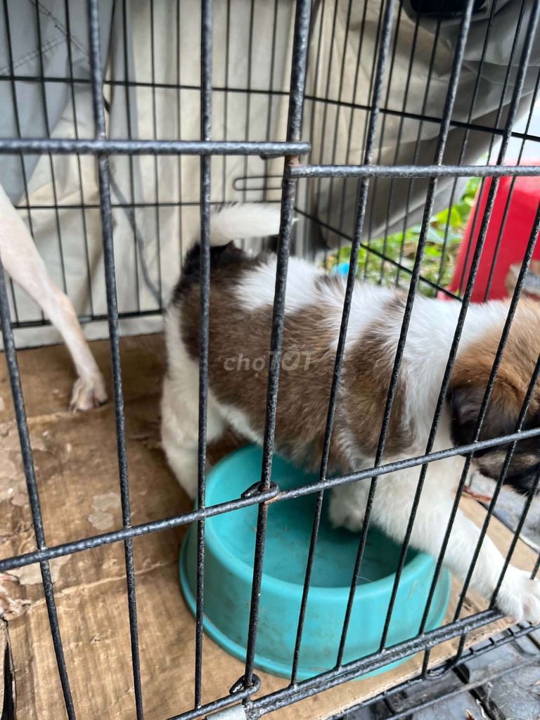 Chó con Nâu trắng con non. Mua bán Chó tại Thành phố Dĩ An Bình Dương được đăng bởi Lan Anh hình 1