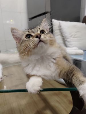 Mèo Anh tabby. Mua bán Mèo tại Quận Gò Vấp Tp Hồ Chí Minh được đăng bởi material