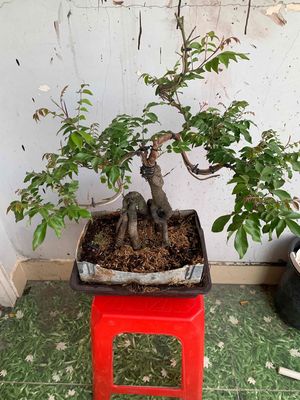 khế bonsai để bàn siêu trái hình nhân mã,rất đẹp