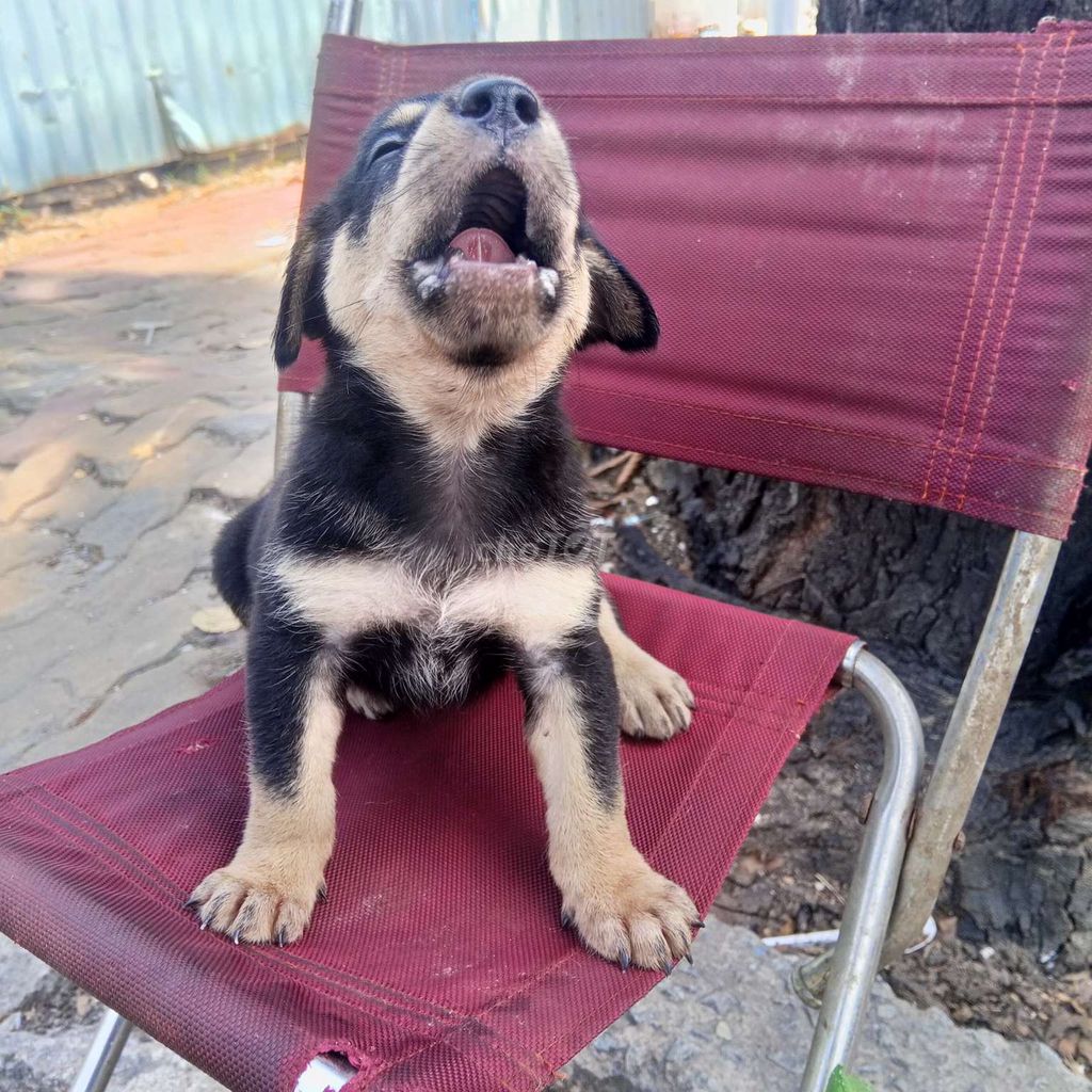 Chó con Đen và vàng kem. Mua bán Chó tại Thành phố Thuận An Bình Dương được đăng bởi viết Cường  hình 1