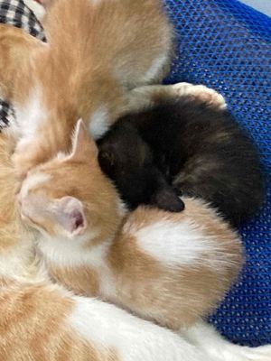 mèo ta. Mua bán Mèo tại Thành phố Vũng Tàu Bà Rịa - Vũng Tàu được đăng bởi Vân