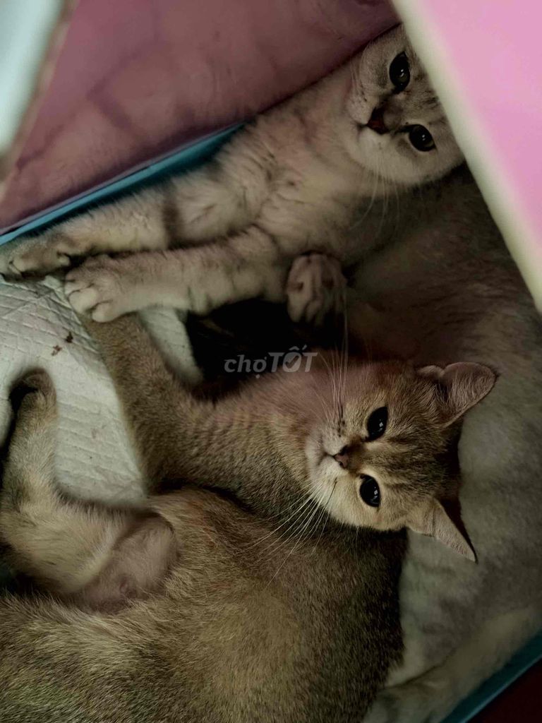 Cần gả gấp 2 em mèo cái Aln