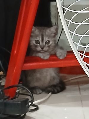 Mèo Anh lông ngắn cái 3 tháng