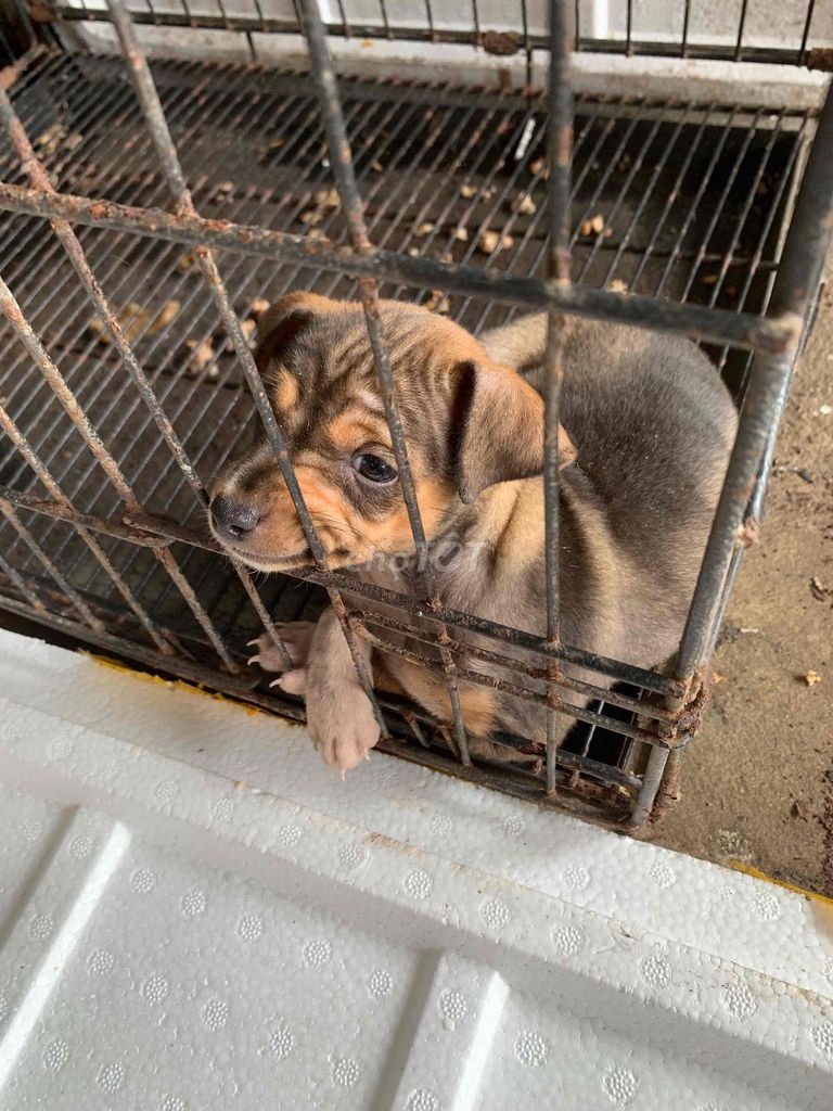 Chó Phốc lai nhỏ , giống cái. Mua bán Chó tại Quận Hải Châu Đà Nẵng được đăng bởi Bàng Nguyễn  hình 3