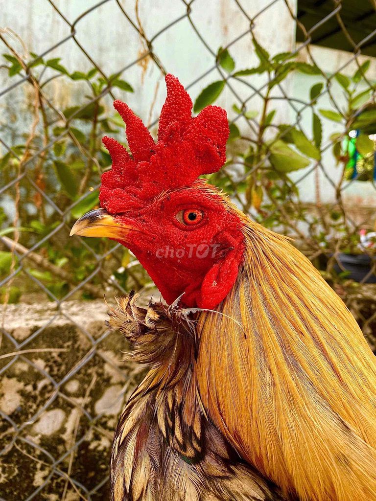🍀khét sữa 3k4 chùm lông độc lạ. Mua bán Gà tại Thành phố Ngã Bảy Hậu Giang được đăng bởi TRẠI GÀ TẤN PHÁT 68 hình 1