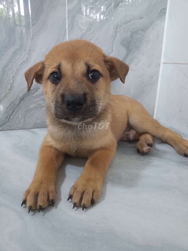 Chó Becgie lai Phú Quốc đực lanh lợi coi nhà giỏi. Mua bán Chó tại Quận 6 Tp Hồ Chí Minh được đăng bởi Tăng Chí Lương  hình 1