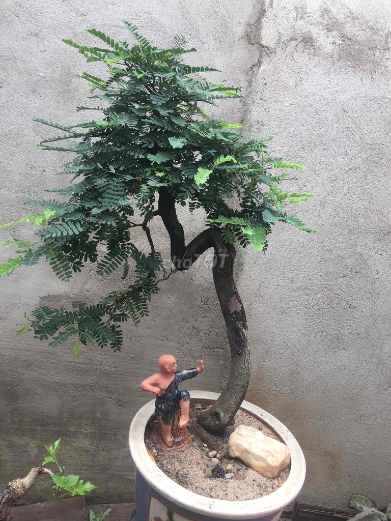 cây me bonsai. Mua bán Cây cảnh, đồ trang trí tại Thành phố Biên Hòa Đồng Nai được đăng bởi Tuấn Nguyễn hình 1