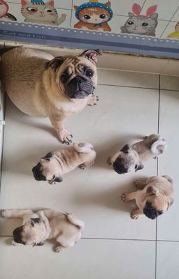 chó pug con Tân Tạo A, Bình Tân