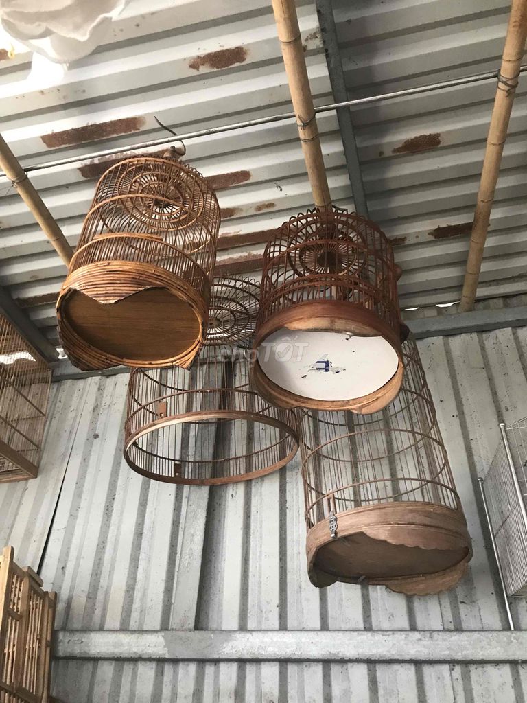 e thanh ly long bác nào cần e ban com bo. Mua bán Chim tại Huyện Thanh Trì Hà Nội được đăng bởi Thuy kiều hình 1