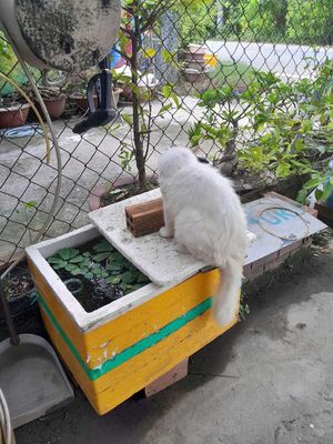 Mèo lông mềm mượt