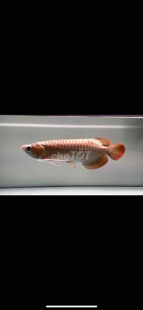 Huyết Long U35 Đỏ. Mua bán Thú cưng khác tại Thị xã Tân Uyên Bình Dương được đăng bởi Tuấn hình 1