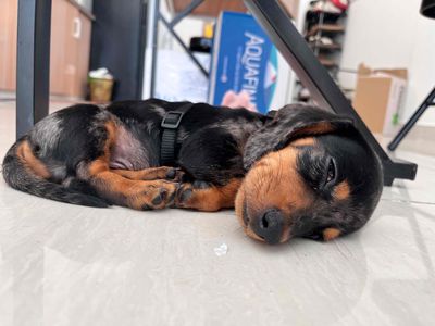 Chó Lạp xưởng 2 tháng