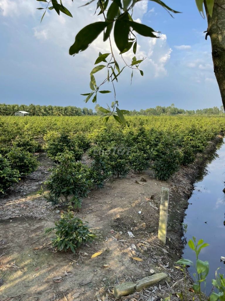 Đất chính chủ 65x150m (9.430m2), MT Kênh 1 Làng Mai Bình Lợi