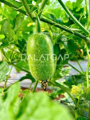 CÔNG TY TNHH THỰC PHẨM SẠCH ĐÀ LẠT G.A.P
