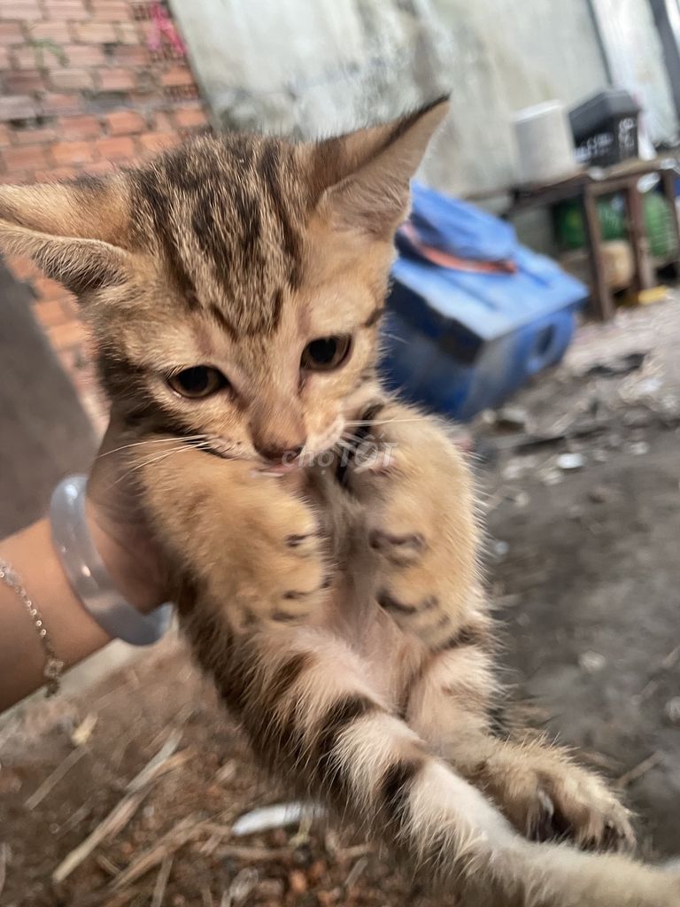 Mèo ta vàng vằn gần 2 tháng. Mua bán Mèo tại Huyện Hóc Môn Tp Hồ Chí Minh được đăng bởi Tên chưa cung cấp hình 1