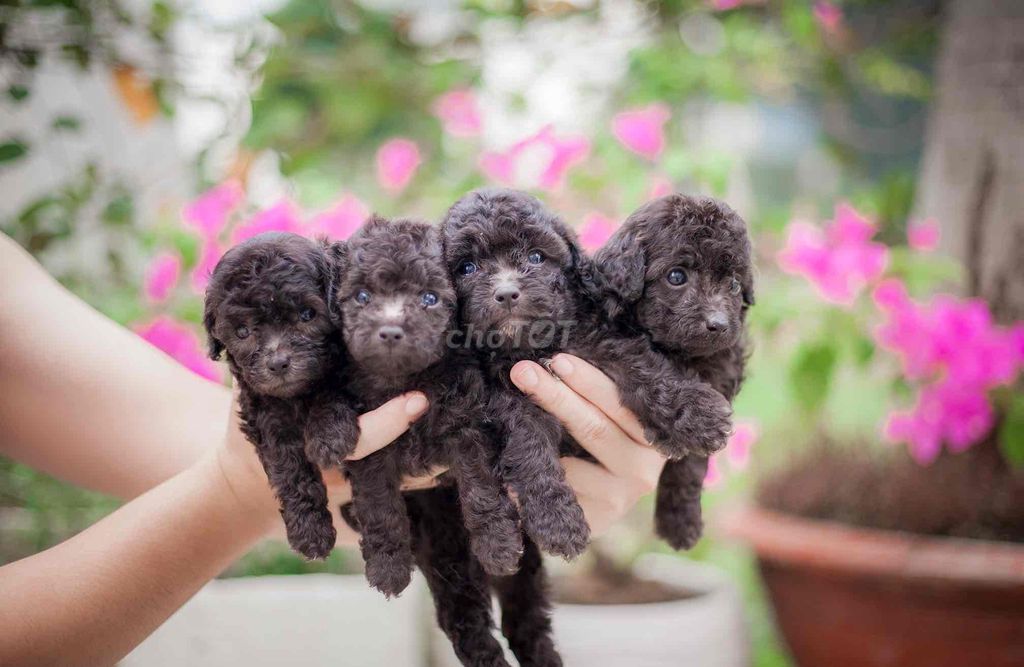 POODLE XÁM SIZE TEACUP ĐỰC CÁI