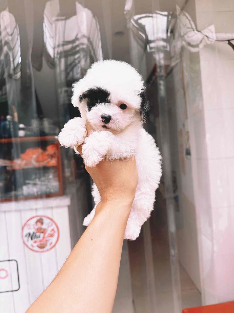 Chó Poodle Cái màu Bò sữa. Mua bán Chó tại Quận Hoàng Mai Hà Nội được đăng bởi Thắng hình 1