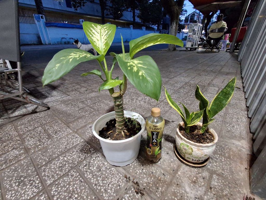 Nhà bán 2 chậu kiểng . Mua bán Cây cảnh, đồ trang trí tại Thành phố Long Xuyên An Giang được đăng bởi THẢO LX hình 1