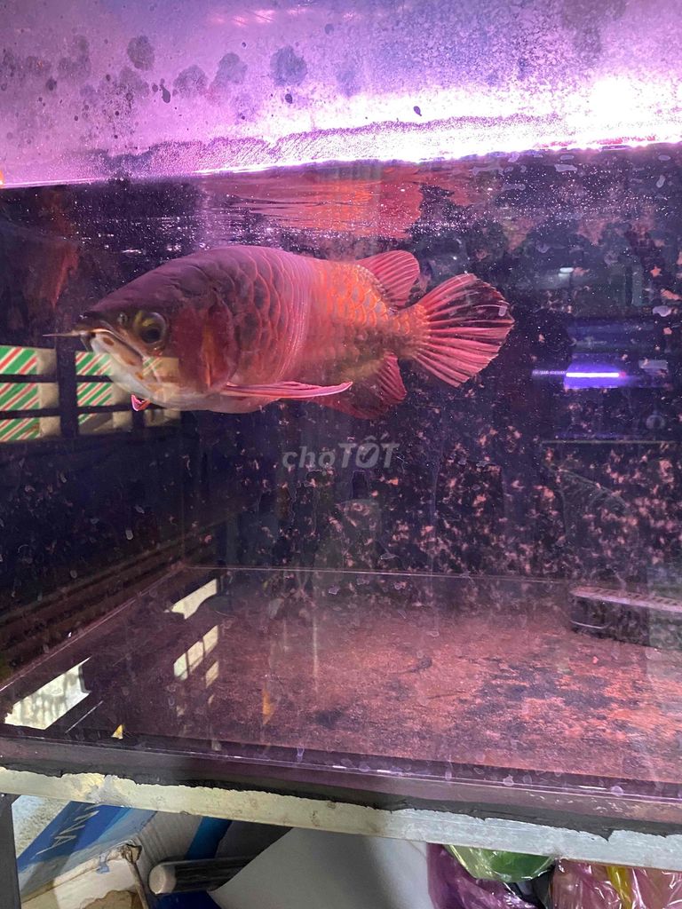 cá huyết long. Mua bán Thú cưng khác tại Thị xã Tân Uyên Bình Dương được đăng bởi Khoa hình 2