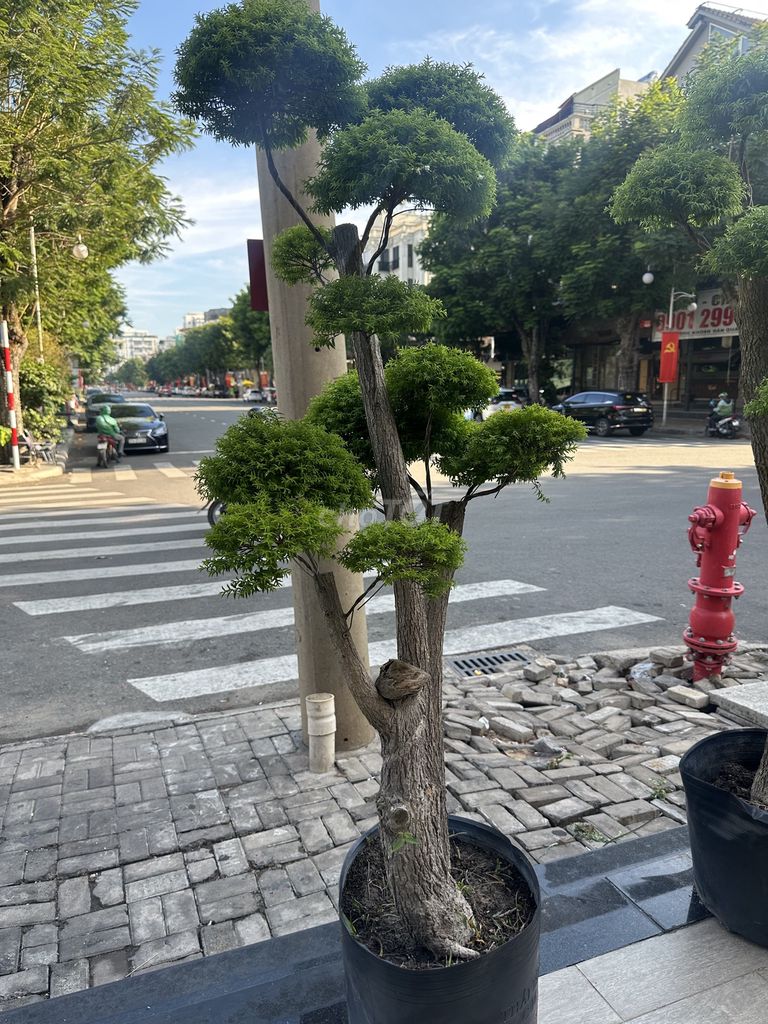 Cây cảnh mai chiếu thuỷ bonsai giá rẻ. Mua bán Cây cảnh, đồ trang trí tại Quận 7 Tp Hồ Chí Minh được đăng bởi dong hình 4