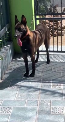 Chó Becgie Bỉ cái bầu vừa phối.