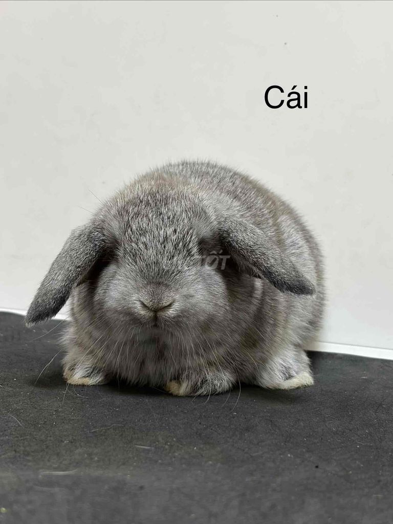 Thỏ tai cụp nhà nuôi, lông dầy. Mua bán Thú cưng khác tại Quận Thanh Xuân Hà Nội được đăng bởi Cao Tường Vi  hình 1