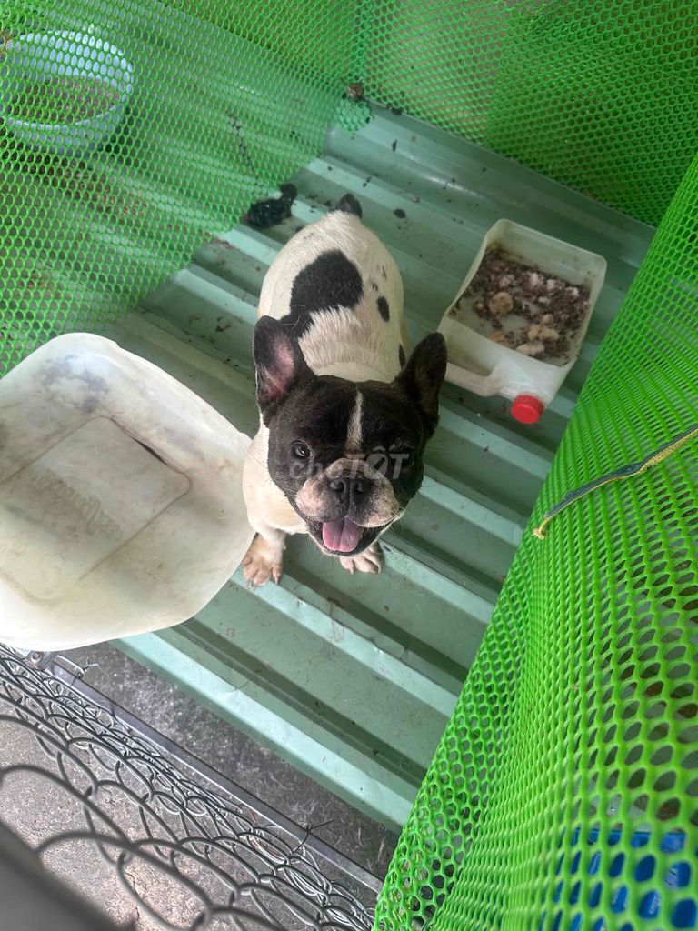 Chó French Bulldog cái 1 tuổi. Mua bán Chó tại Thị xã Bến Cát Bình Dương được đăng bởi Nhiiii Nèee hình 1