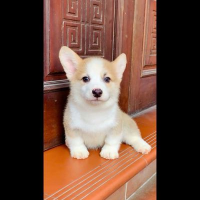 Chó Corgi nhà đẻ đực,cái đã tiêm ngừa