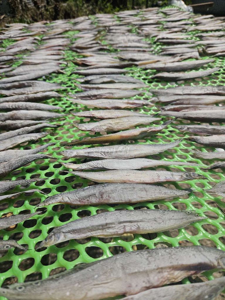 Cá chạch đồng khô 500g. Mua bán Đồ ăn, thực phẩm và các loại khác tại Thành phố Sóc Trăng Sóc Trăng được đăng bởi NGUYỄN HỒ   hình 1