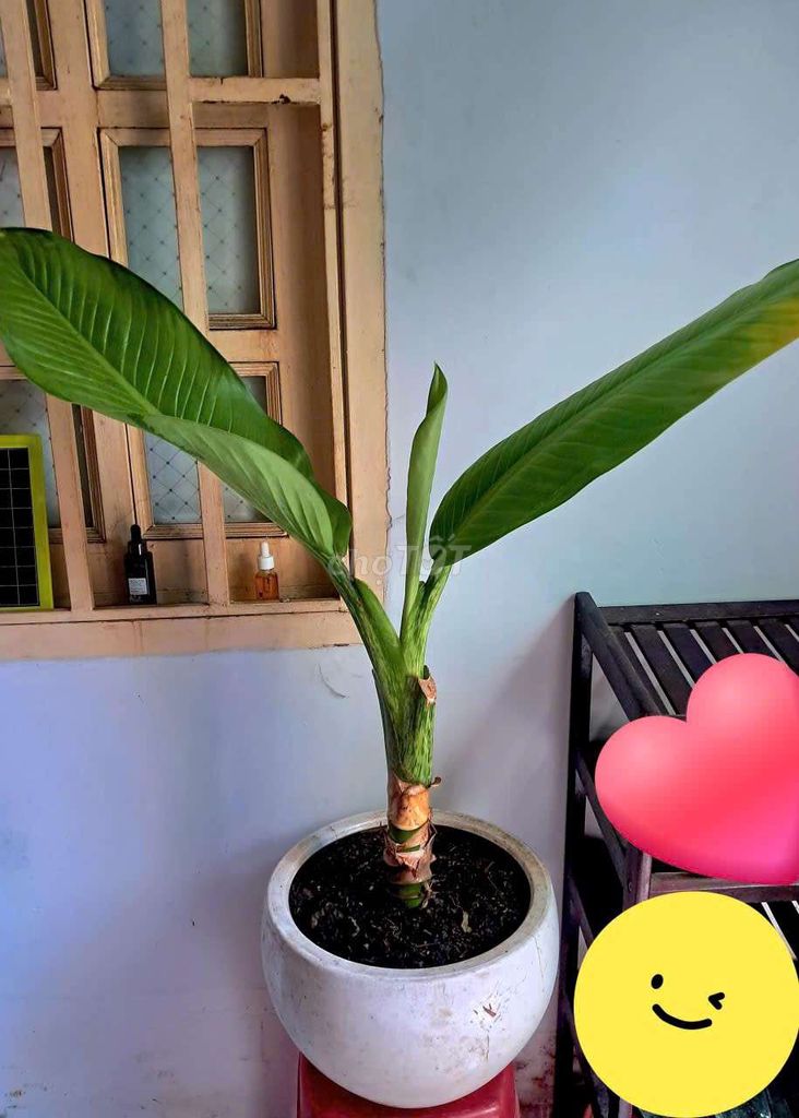 Chậu sứ cây Đại phú gia. Mua bán Cây cảnh, đồ trang trí tại Quận 4 Tp Hồ Chí Minh được đăng bởi Khánh Ngân hình 1