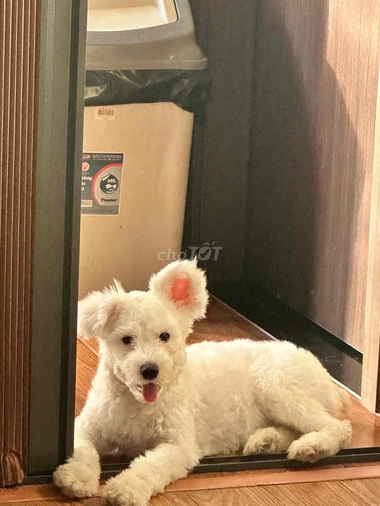 Poodle tai gấu,trắng,Lông đẹp,Đã tiêm đầy đủ. Mua bán Chó tại Quận Nam Từ Liêm Hà Nội được đăng bởi Trịnh Anh Tùng hình 1