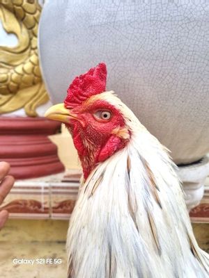 Bướm việt 4ký. Mua bán Gà tại Thành phố Tân An Long An được đăng bởi Nguyễn Khánh
