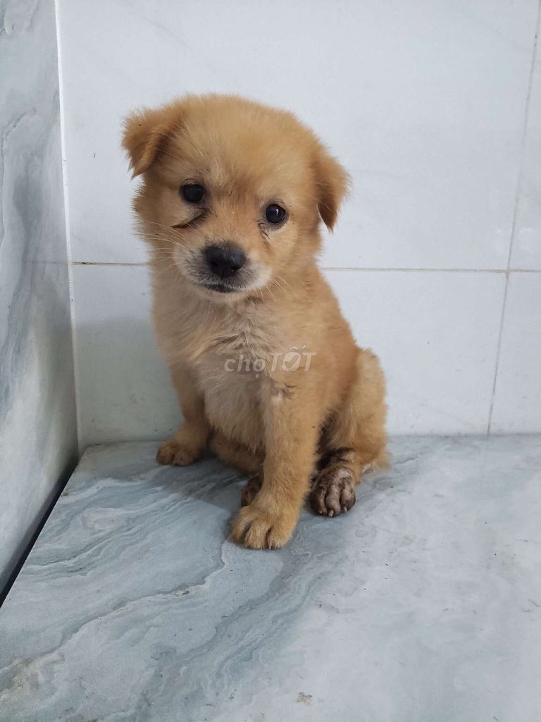 Chó Golden đực vàng mơ rất xinh hiền ngoan. Mua bán Chó tại Quận 6 Tp Hồ Chí Minh được đăng bởi Tăng Chí Lương  hình 1