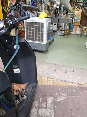 Xe điện Vinfat. Mua bán Xe điện tại Thành phố Thủ Đức Tp Hồ Chí Minh được đăng bởi Huỳnh Như