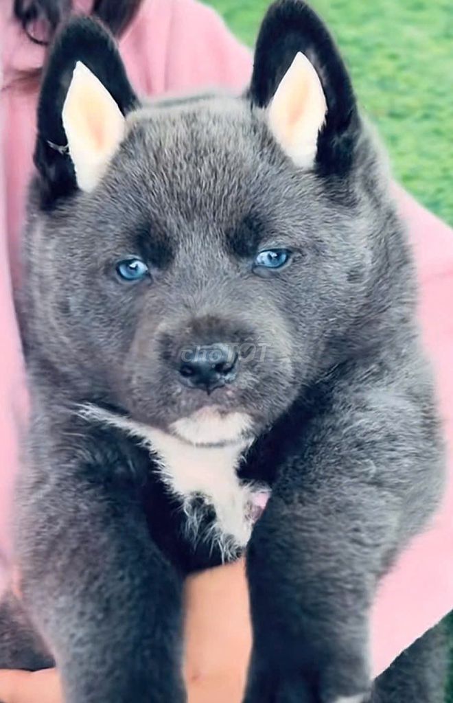 Chó Mông Cộc đực Xám mắt Xanh biếc SIÊU VIP HIẾM. Mua bán Chó tại Huyện Chơn Thành Bình Phước được đăng bởi Thú Cưng Độc Đẹp Hiếm PND hình 1