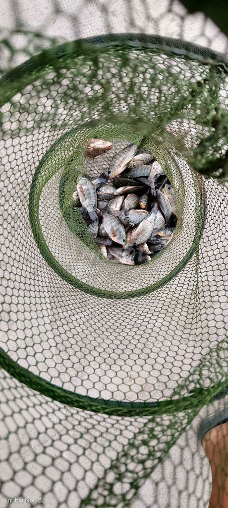 Cá rô phi lộn xộn tươi sống. Mua bán Đồ ăn, thực phẩm và các loại khác tại Thị xã Bến Cát Bình Dương được đăng bởi Hậu Hữu hình 1