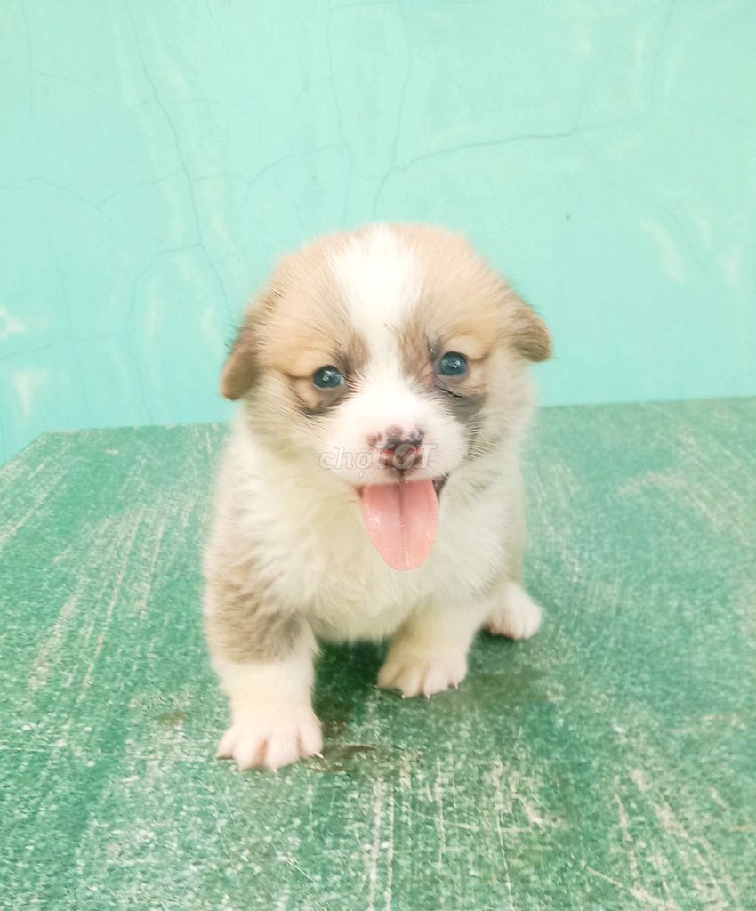 Trại Chó Hoàng Dũng. Rã bầy corgi . Mua bán Chó tại Huyện Củ Chi Tp Hồ Chí Minh được đăng bởi le thi xuyen hình 1