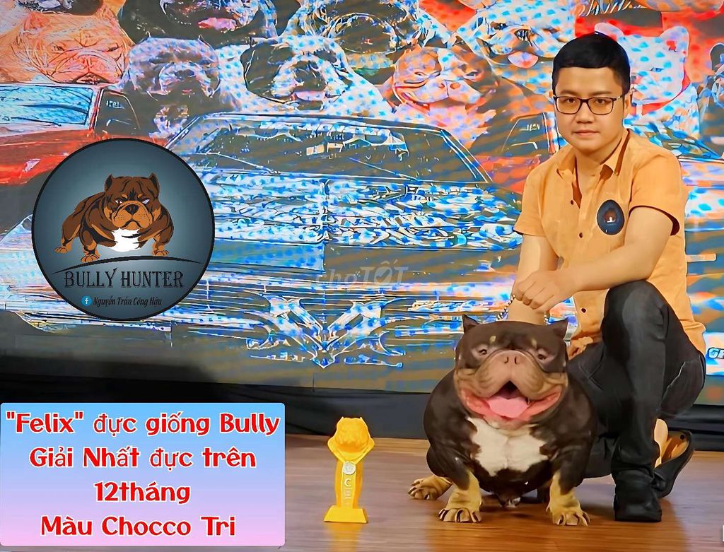 Chó Bully Exotic, Phối Giống