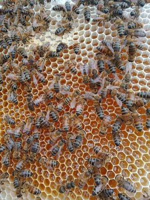 Mật ong nguyên chất 100%
